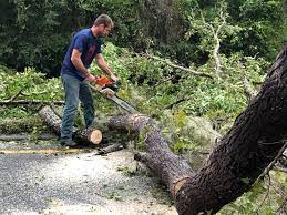 Best Hazardous Tree Removal  in Wilder, VT